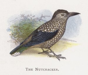 The Nutcracker